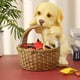 thumbnail image 5 of Plato de dulces decoración del hogar fácil limpieza diseño de cachorro de resina soporte para llaves duradero para oficina ANGGREK Otros, 5 of 8