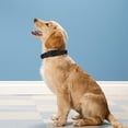 thumbnail image 2 of Reflective Dog Collar, Adjustable Soft Neoprene Padded Nylon Pet Collars with Buckle for Small Dogs, Navy Blue,S, 2 of 6