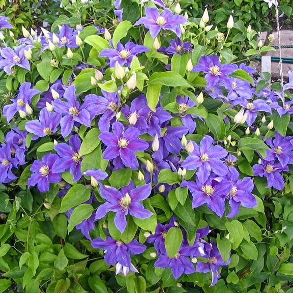 Direct Gardening Danielle Clematis Vine Purple Flowering Perennial Starter Plant