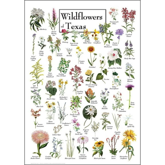Wildflowers of Texas - Poster Student Animal Poster Birthday Gift Children's Room Poster Bedroom Decor Office Decor Gifts