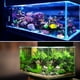 thumbnail image 2 of Plantas decorativas de peceras de Acuario Unique Bargains 10uds Verde 5.12, 2 of 7