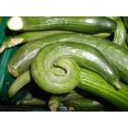 thumbnail image 2 of Dark Armenian Cucumber Seeds/ Annual/ Full Sun/120 Seeds 1/8 oz/ Zellajake Farm and Garden - B319, 2 of 5