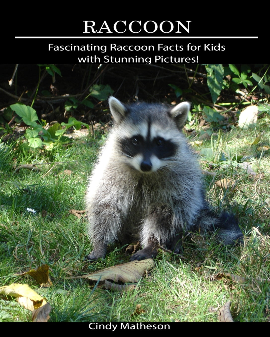 Raccoon Fascinating Raccoon Facts for Kids with Stunning Pictures