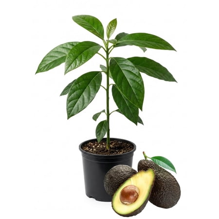 Hass Avocado Tree Live, Cold Hardy Avocado Plant, 8-10'' Tall Seedling, Outdoor Growing
