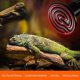 thumbnail image 5 of BRILLAR Bombilla calefactora infrarroja de cerámica de 100 W para mascotas - Lámpara de reptiles para anfibios, serpientes, pájaros y tortugas, 5 of 5