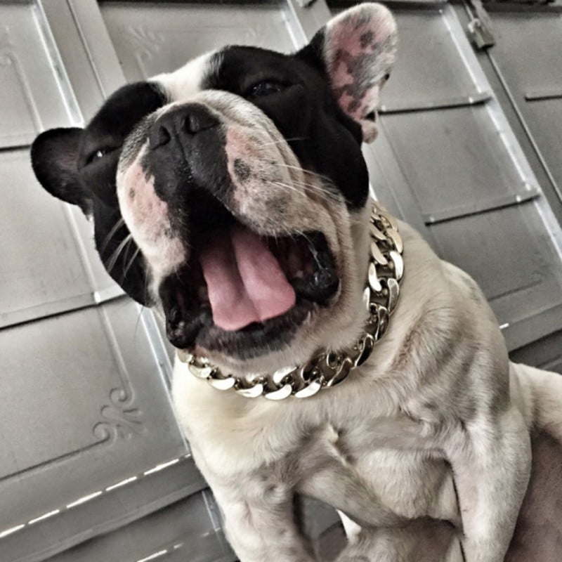 large dog chain collar