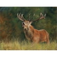 thumbnail image 2 of Great Art Now Stag #1 by David Stribbling, Framed Wall Art, 22.25W x 18.5H, 2 of 3