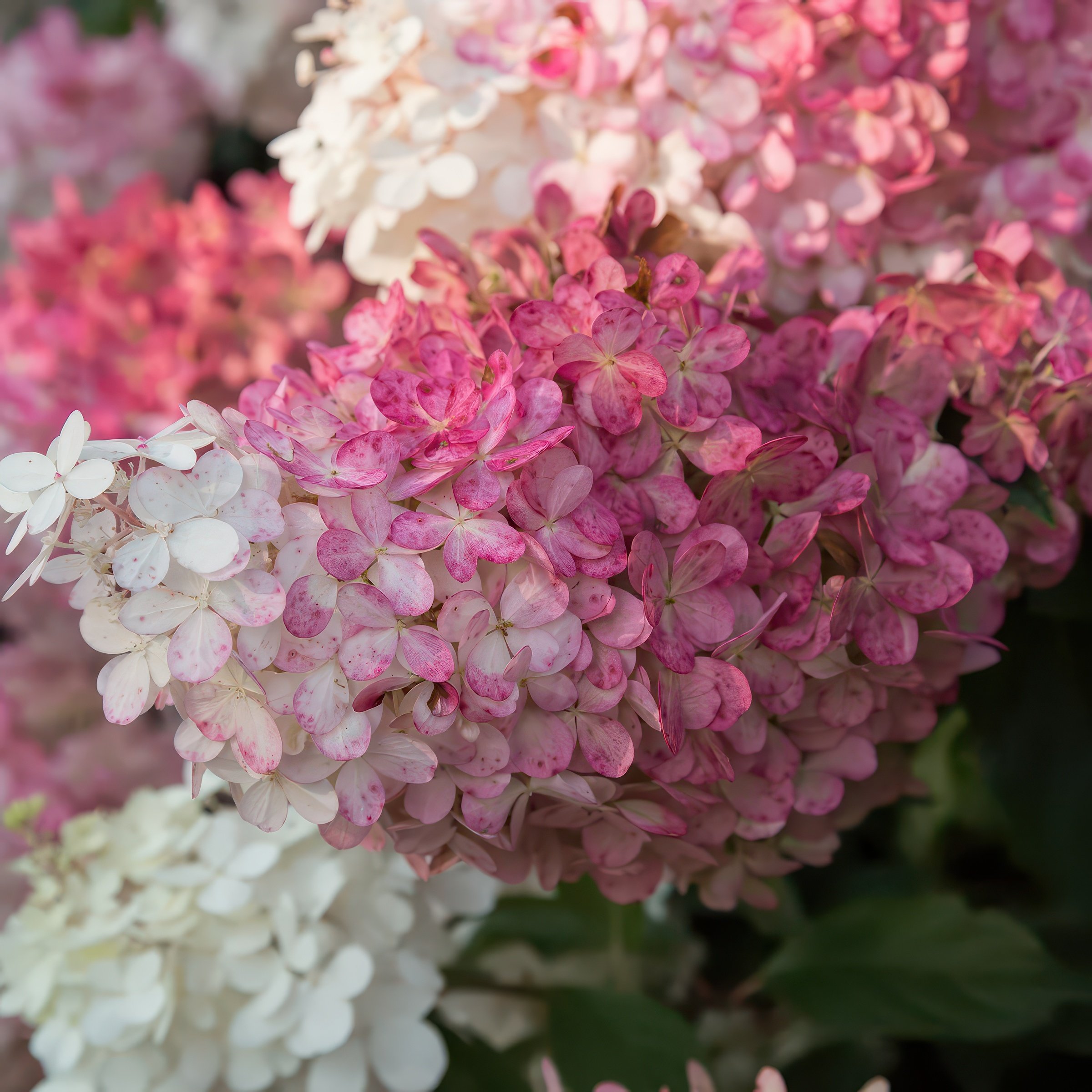 National Plant Network 1 gal. Hydrangea Vanilla Strawberry Tree