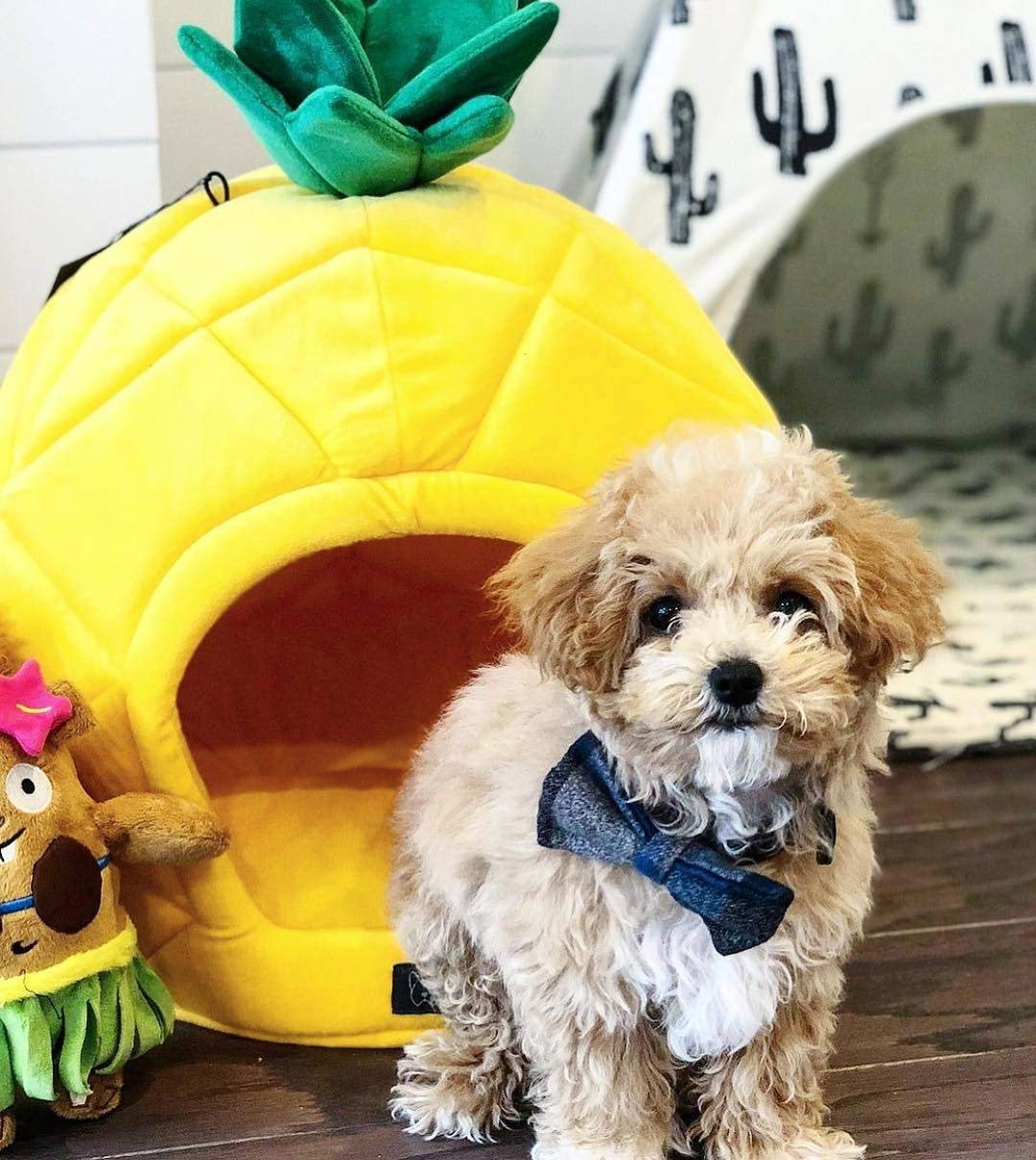 NANDOG Pineapple Pet Bed 16" - Fun Tropical Design - Ultra Soft Micro Plush Fabric - Durable, Cozy, and Washable - Ideal for Cats & Small/Medium Dogs