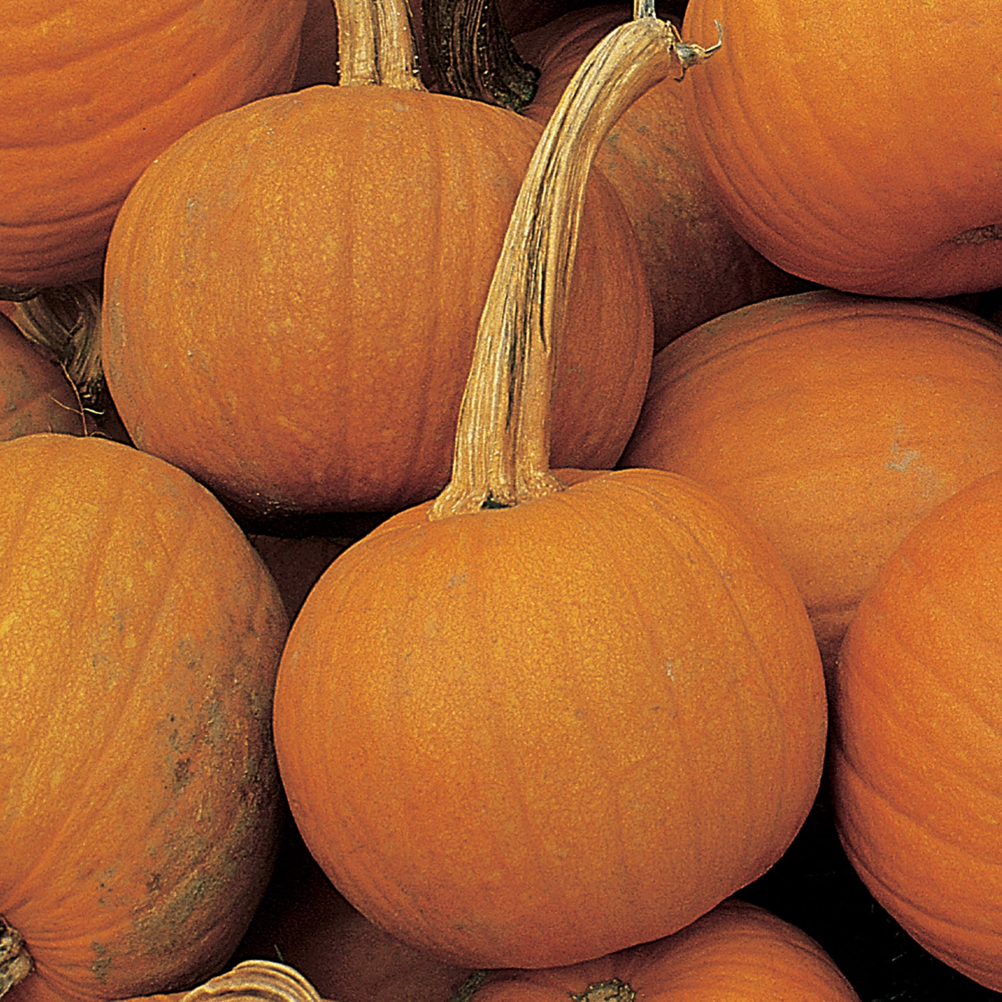 Burpee Early Sweet Sugar Pie Pumpkin, Plant Seeds for Home Garden