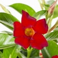 thumbnail image 2 of Island Blooms 1.5PT Red Mandevilla Live Annual Tropical Plant Sun, 2 of 6