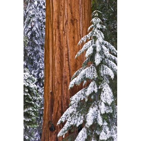 California, Giant Sequoia in Winter, Giant Forest, Sequoia National Park Print Wall Art By Russ