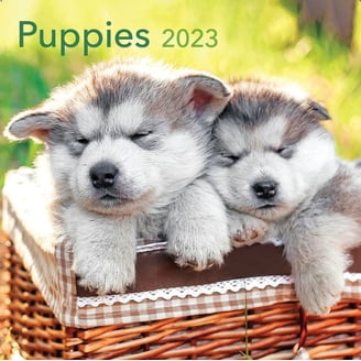 Weonlyratedogs 2022 Wall Calendar