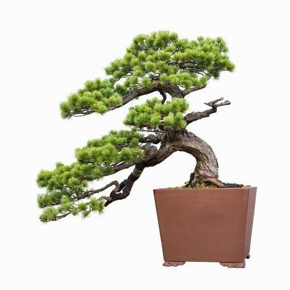 30 Japanese Red Pine Bonsai Seeds for Planting - Pinus densiflora