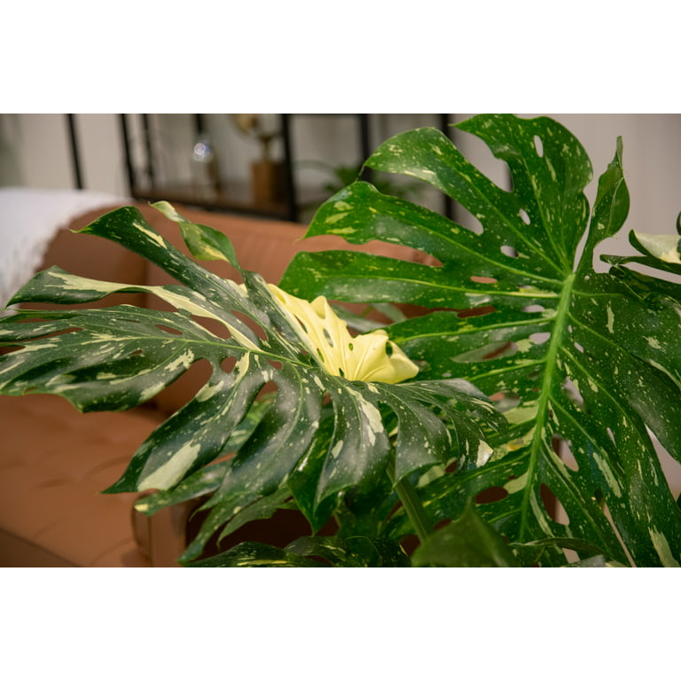 Avenue 60 Monstera Deliciosa Thai Constellation Variegated Fully Rooted in 4 Pot