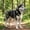 Gray Size M O1, variant on Dog Muzzle for Small Medium Large Dogs, TOUMENY Breathable Adjustable Stop Biting Deter Scavenging Paw Proof Pet Mouth Cover, Reflective Strips Bark Chew Training Muzzle for Walking Grooming