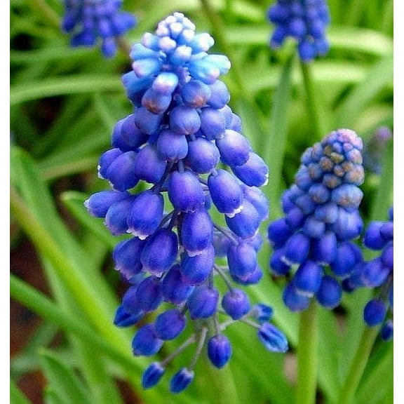 Blue Grape Hyacinth~50 Bulbs ~Muscari armeniacum
