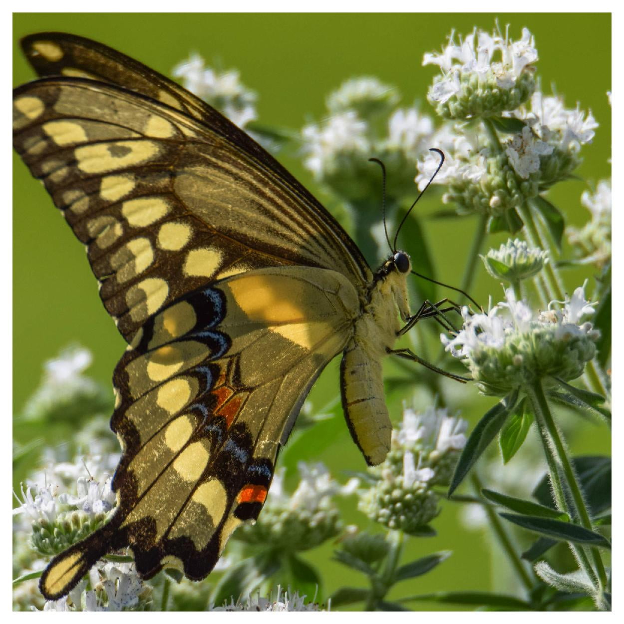Everwilde Farms - 1 oz Hairy Mountain Mint Native Wildflower Seeds - Gold Vault Bulk Seed Packet
