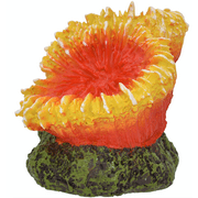 Komodo Orange و Yellow Starburst Coral Aquarium الديكور