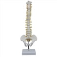 thumbnail image 2 of 3X Columna Vertebral de 45 cm con Modelo PéLvico, Modelo AnatóMico Humano de la Columna Vertebral, Modelo de Columna Vertebral + Soporte Fexible, 2 of 5