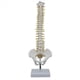 thumbnail image 2 of 3X Columna Vertebral de 45 cm con Modelo PéLvico, Modelo AnatóMico Humano de la Columna Vertebral, Modelo de Columna Vertebral + Soporte Fexible, 2 of 5
