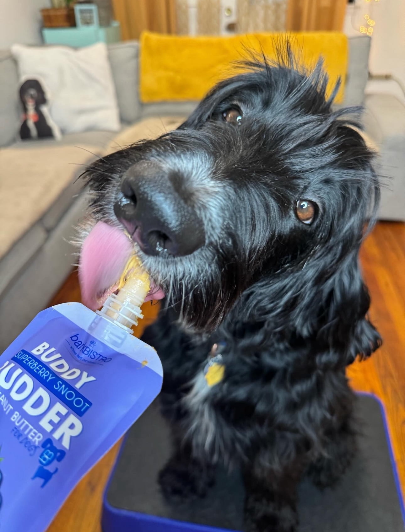 6pk Mixed Buddy Budder Squeeze Pack, Dog Peanut Butter, 4oz each