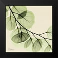 thumbnail image 2 of Koetsier, Albert 12x12 Black Modern Framed Museum Art Print Titled - Mint Eucalyptus 2, 2 of 5