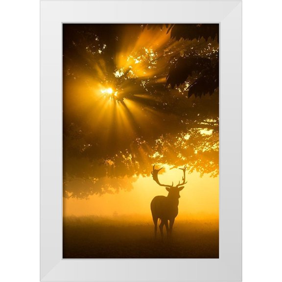 Uddin, Kutub 11x14 White Modern Wood Framed Museum Art Print Titled - Mist on tree cant stop sunshine