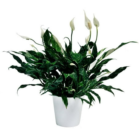 Exotic Angel Plants 6" Spath Domino in 19 cm White Dallas Pot