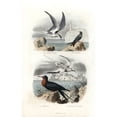 thumbnail image 2 of Tern Black Tern Great Frigatebird And White-Taileda Poster Print By ?? Florilegius Mary Evans, 2 of 4