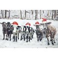 thumbnail image 3 of Curious christmas cows - 24"x36" canvas - Print on demand, 3 of 5