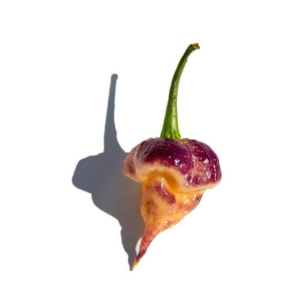 Purple Peach Carolina Reaper Pepper Premium Seed Packet