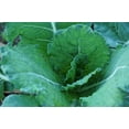 thumbnail image 4 of Copenhagen Early Market Cabbage/ Annual/ Full Sun/2250 Seeds 1/4 oz/ Zellajake Farm and Garden - B165, 4 of 5