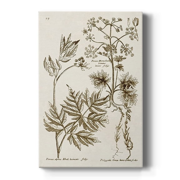 Sepia Botanical Journal III Premium Gallery Wrapped Canvas - Ready to Hang