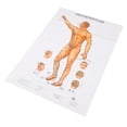 thumbnail image 4 of Libro de gráficos murales de puntos de acupuntura, contenido completo, detalles de registro, instrucciones universales de acupuntura masculina, 4 of 8
