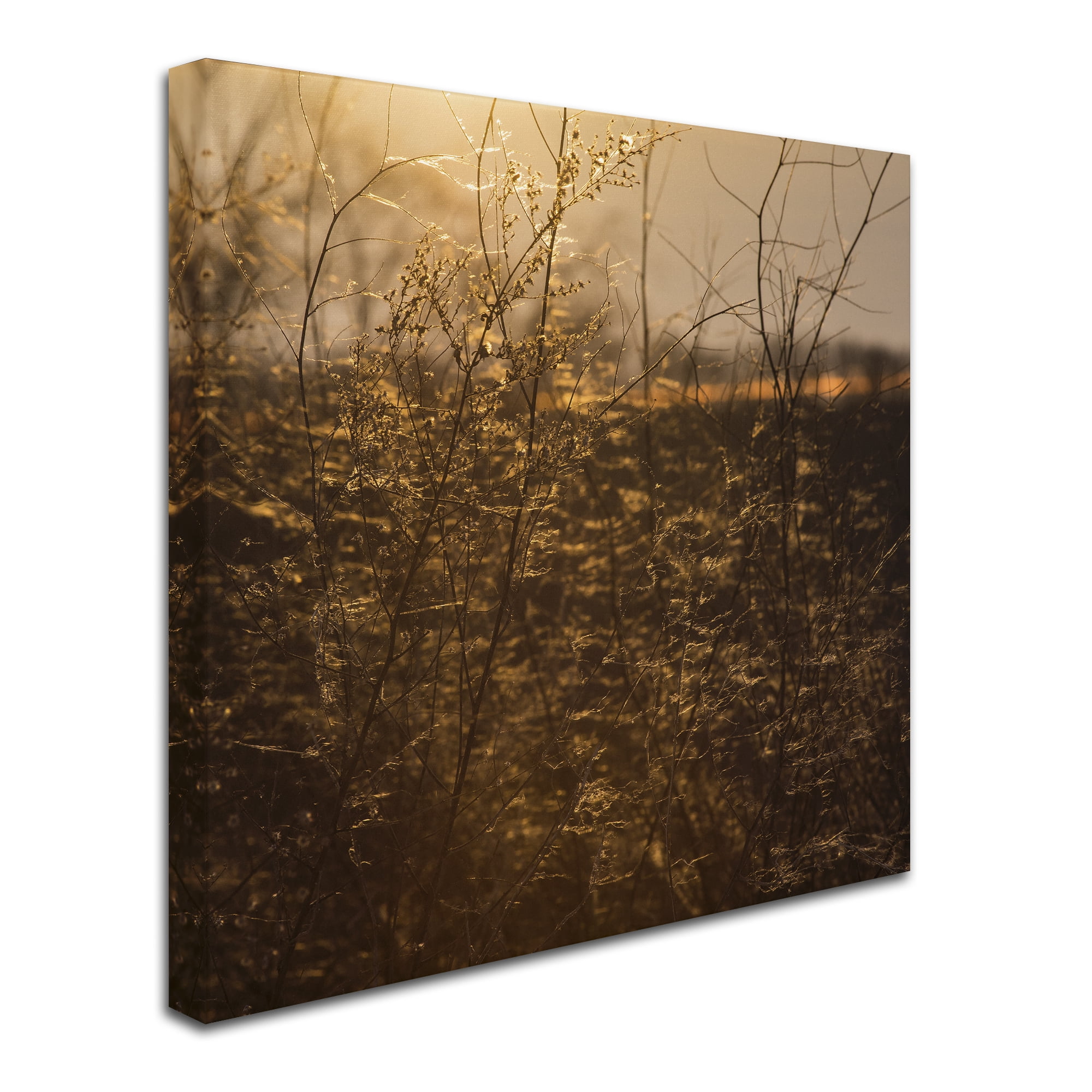 Trademark Fine Art 'Winters Golden Glow' Canvas Art by Kurt Shaffer