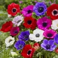 thumbnail image 2 of Easy to Grow Anemone Monarch de Caen Mix 60 Plant Bulbs, Spring Bloom Sun, 2 of 5