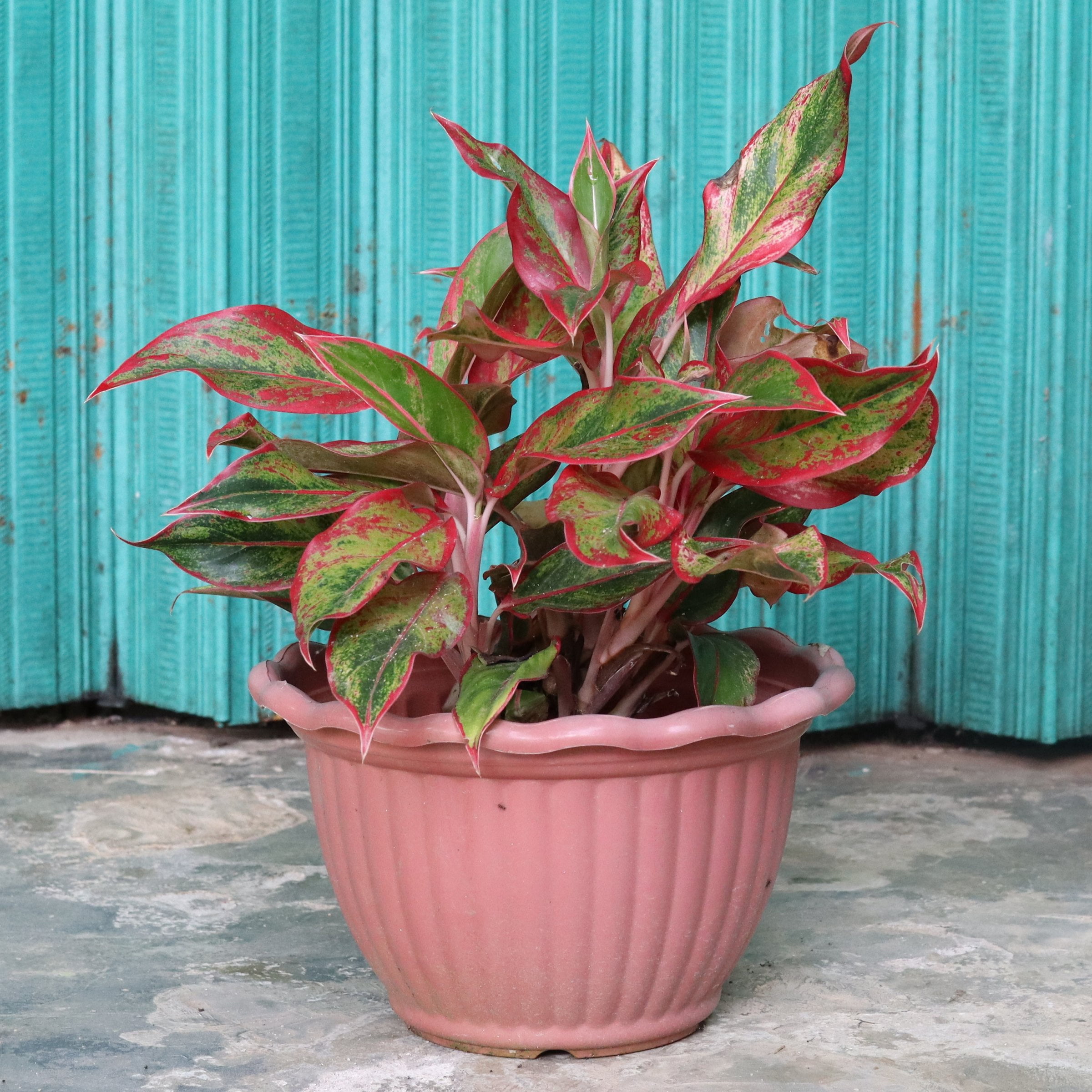 6 in. Aglaonema Aurora Siam Red Plant in Grower Container