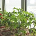 thumbnail image 3 of Soporte para plantas de 17,7 pulgadas, serie 8, estacas para plantas, soporte para tallos de flores, orquídeas y peonías, 3 of 5