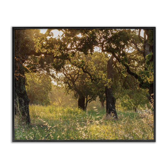 Stupell Industries Contemporary Summer Sunlight Forest Trees Wild Tall Grass Black Framed Giclee Art, 14 x 11, by Nancy Crowell