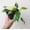 High Variegation, variant on Epipremnum Pinnatum Albo Variegata Cebu Blue Live Mature Full Houseplant in Nursery Pot, Easy Low Maintenance Plant by JitoHouse (Bumble Plants)