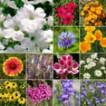 thumbnail image 2 of Ferry-Morse Rocky Mountain Mix Bulk Wildflower Seeds, 1lb, 2 of 11