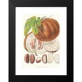 thumbnail image 2 of Walter Fitch Hood 11x14 Black Modern Framed Museum Art Print Titled - Hodgsonia Heteroclita, H. F. and T. (Fruit) (1855), 2 of 5