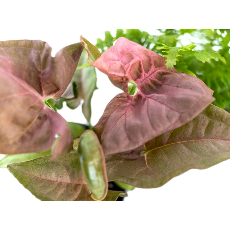 cannabis plants for sale 30" Artificial Marijuana Plant