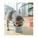 thumbnail image 3 of 2pz Plato Xtellar verde Comedero Inclinado Elevado Para Gato Perro Mascota, 3 of 5