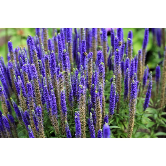 200 BLUE BOUQUET VERONICA Spicata Spike Speedwell Herb Flower Seeds