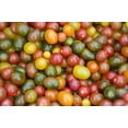 thumbnail image 4 of Rainbow Cherry Tomato Mix/Full Sun/Annual/2100 Seeds 1/8 oz/Zellajake Farm and Garden - B94, 4 of 4