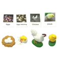 thumbnail image 2 of del pollo Figuras Biología Ciencia Juguetes Educativos Preescolar Juguetes de aprendizaje Modelo Figuras para enseñanza Hugo juguetes de crecimiento de pollo, 2 of 6
