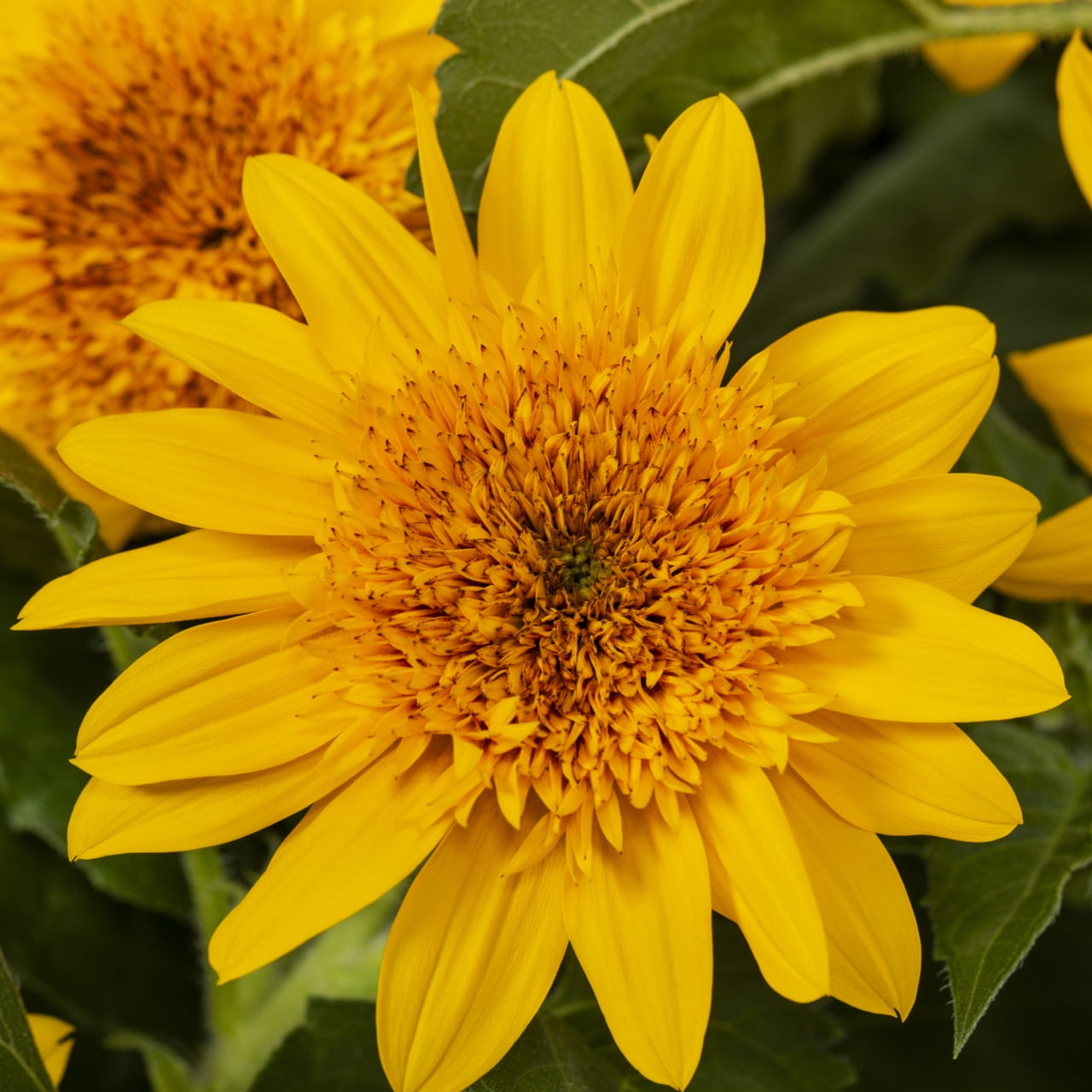 Sunfinity 2.5Q Double Yellow Sunflower Live Annual Plant Sun