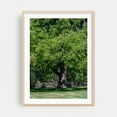 thumbnail image 2 of Black Walnut Tree - Gettysburg Pennsylvania Photography Nature Woodland Forest Rural Scenic Pastoral Unframed Wall Art Print 9 x 12 inches, 2 of 81